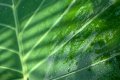 feuille tropicale jardin des plantes Nantes